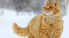 Pseudonimele originale pentru pisici și pisici roșii